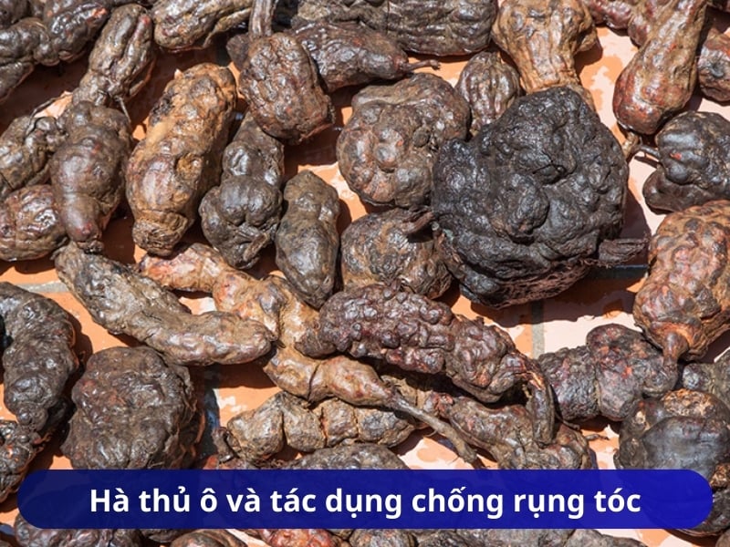 Hà thủ ô và tác dụng chống rụng tóc