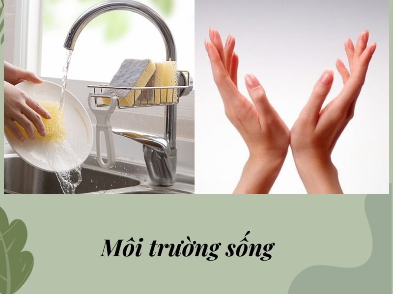 Môi trường sống