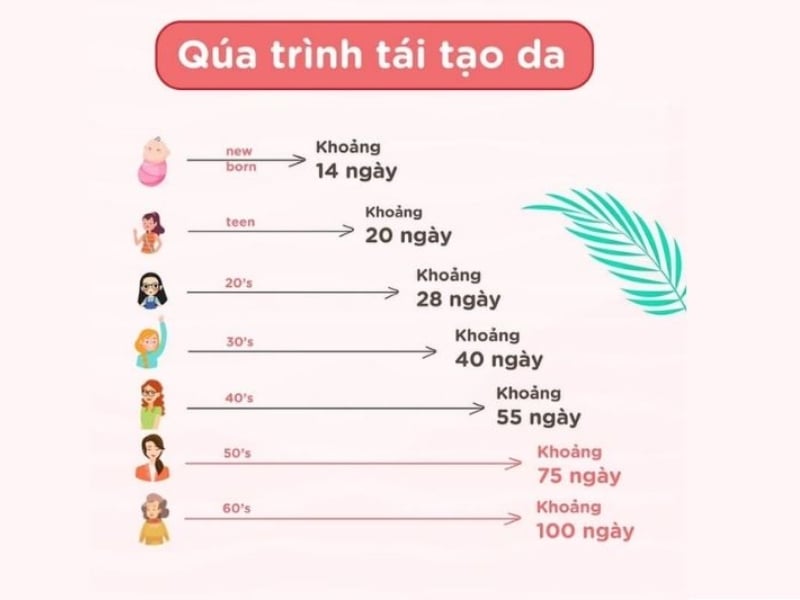 Thời gian tái tạo da thường khoảng bao lâu?