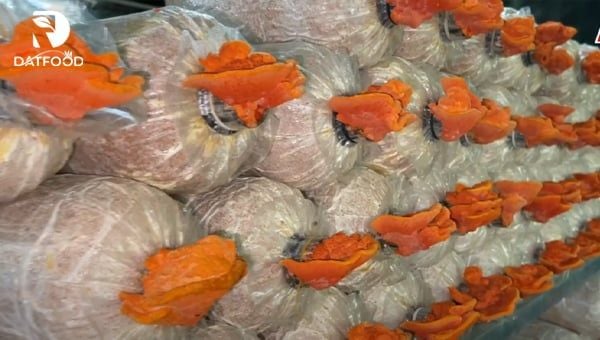 Nấm Vân Chi Đỏ Đạt Food cao cấp chuẩn chất lượng