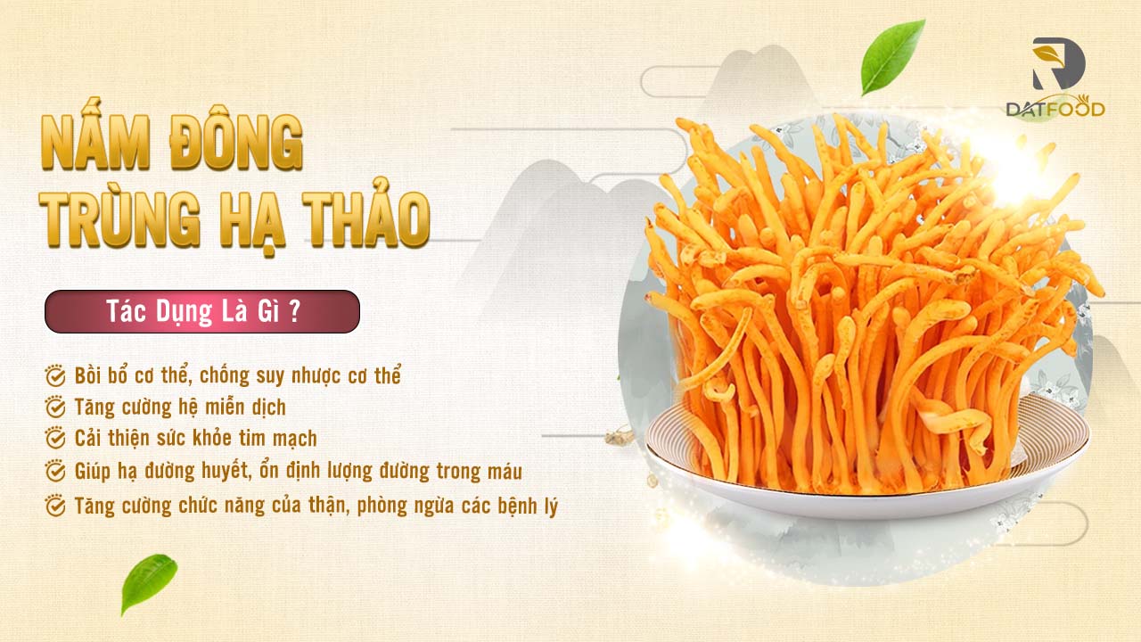 Tác dụng của nấm đông trùng hạ thảo là gì?