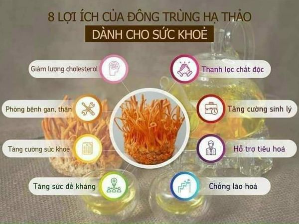 Tác dụng của nấm đông trùng hạ thảo Hàn Quốc đối với sức khỏe