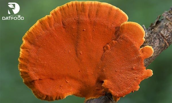 Những lưu ý khi sử dụng nấm vân chi bạn cần biết