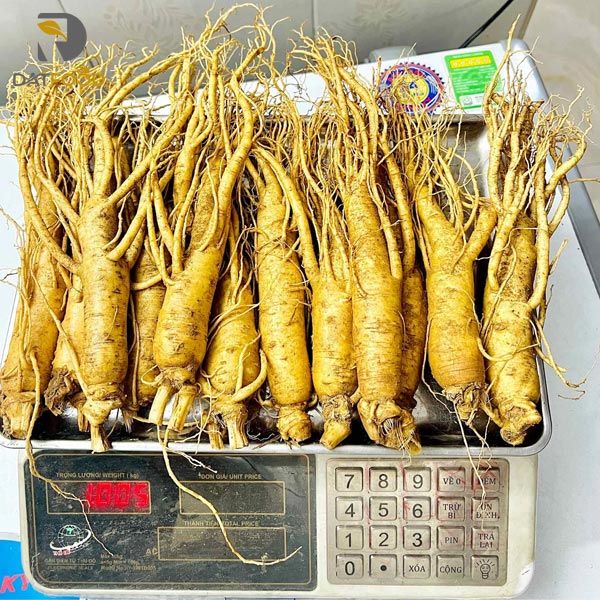Hình ảnh sản phẩm sâm tươi 12 củ 1kg chính hãng Hàn Quốc tại Đạt Food