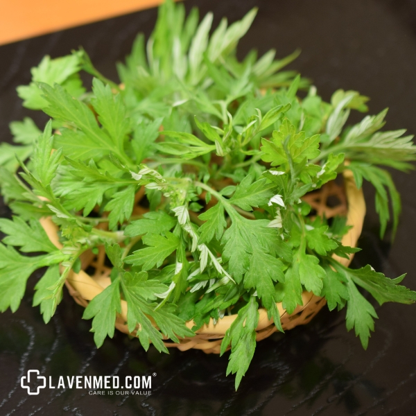 4 Công Dụng Thần Kỳ Của Dược Liệu Cây Ngải Cứu Trong Điều Trị Bệnh