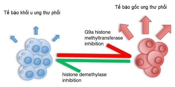 Các enzym biểu sinh và ung thư phổi