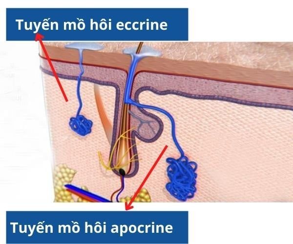 Các tuyến mồ hôi trong cơ thể con người​