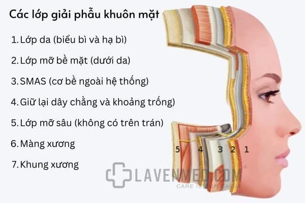 Cấu trúc da của cơ thể