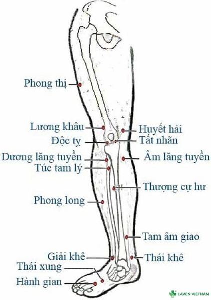 Bộ tranh huyệt đạo do Bộ Y tế ban hành – tài liệu chuẩn cho người dùng máy cứu ngải