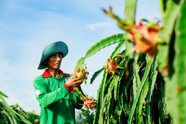 Rượu Vang Thanh Long: Sự Độc Đáo Từ Trái Thanh Long Việt Nam