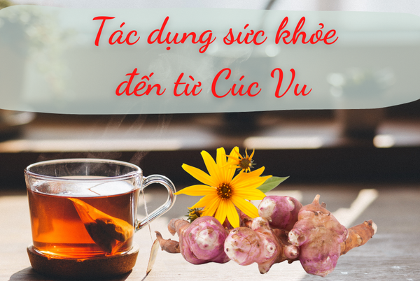 Công dụng của Cúc vu với sức khỏe