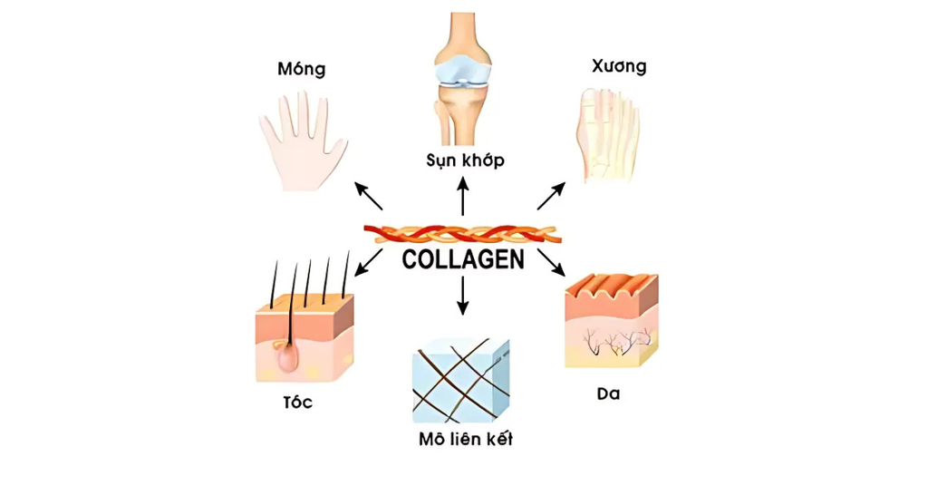 Công dụng của collagen đối với các bộ phận trong cơ thể
