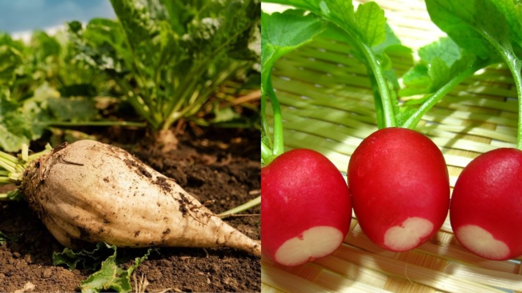 Củ dền/Củ cải đường (Beets)