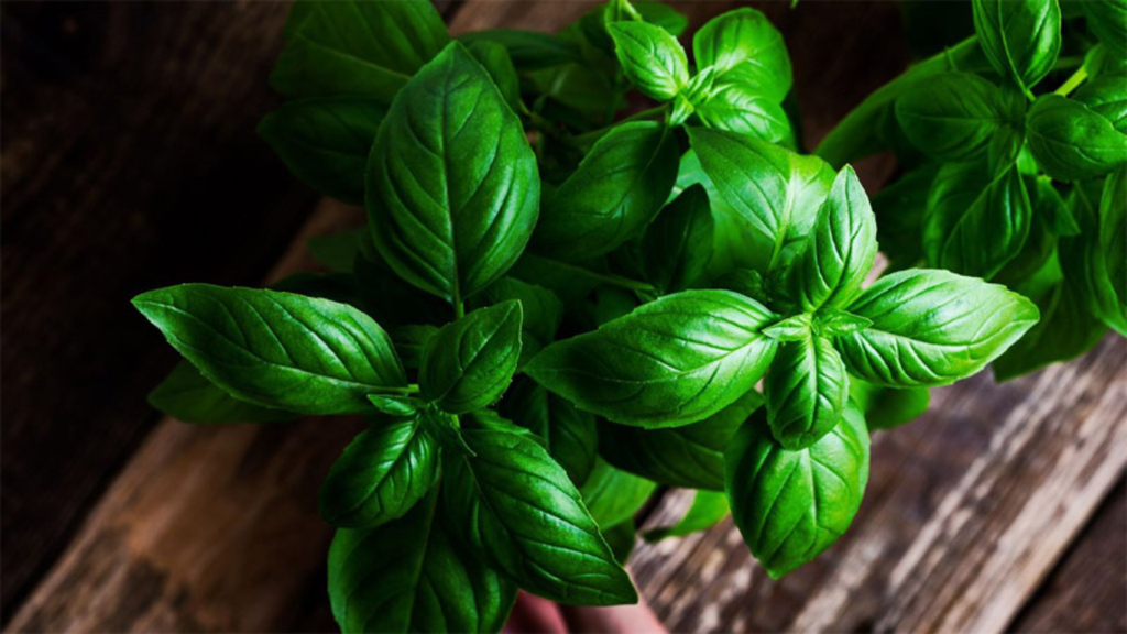 Húng quế (Basil)