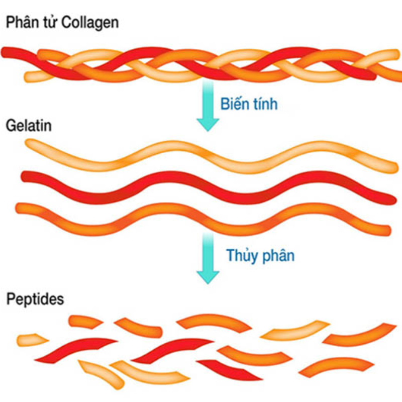 Collagen Peptides chống lão hóa da hiệu quả, giúp hệ xương khớp chắc khỏe