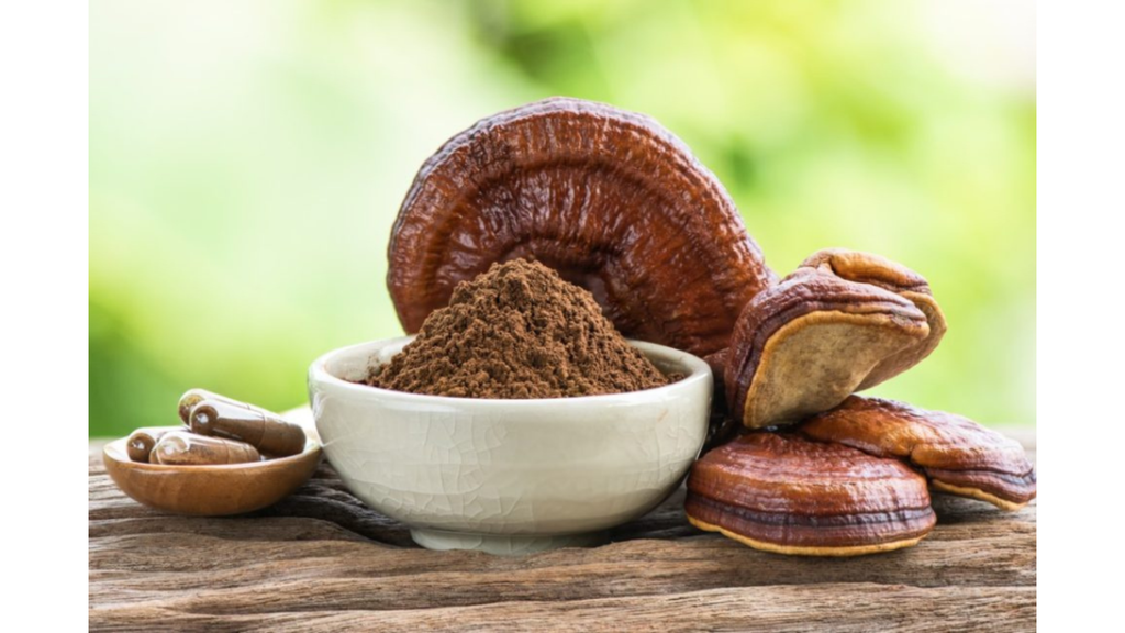 Liều dùng linh chi khuyến nghị