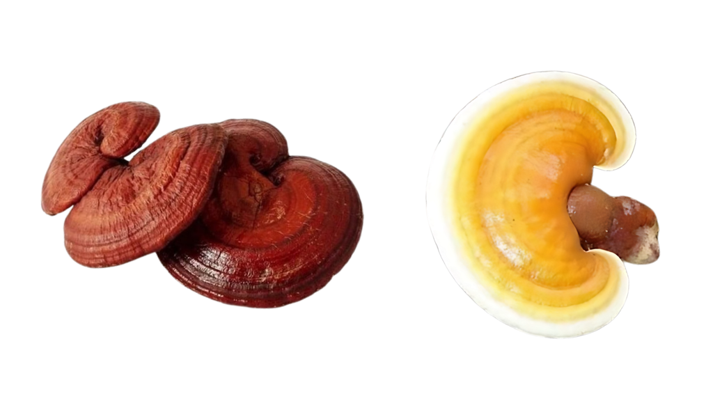 đặc điểm so sánh nấm linh chi vàng hay linh chi đỏ tốt hơn