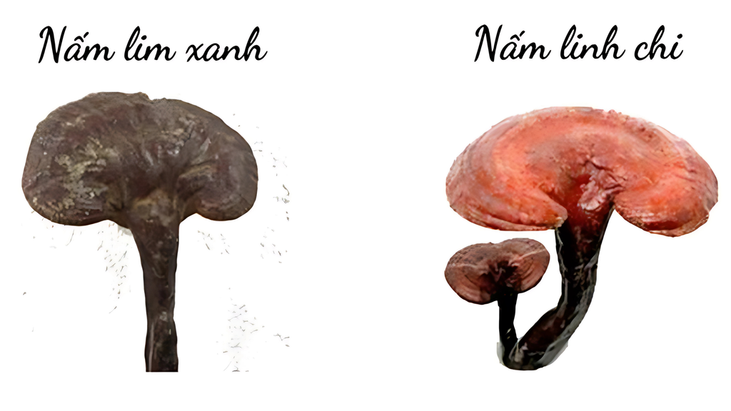 Nấm linh chi Việt Nam (Nấm lim xanh)