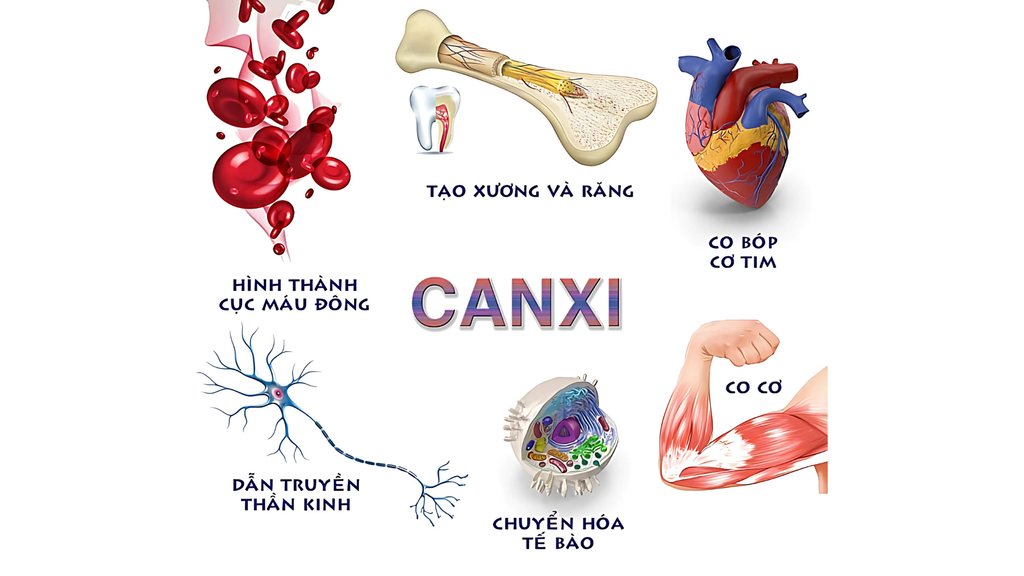 Vai trò của Canxi đối với cơ thể