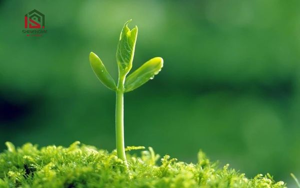 mệnh mộc hợp màu gì