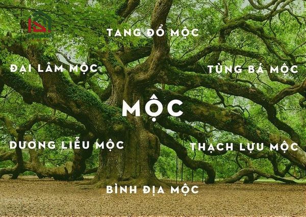 mệnh mộc hợp màu gì
