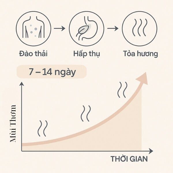 Cơ chế hoạt động của viên uống Hebora