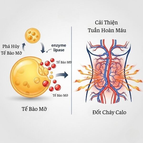 Cơ Chế Khoa Học Của Sản Phẩm Giảm Mỡ Bụng Onaka
