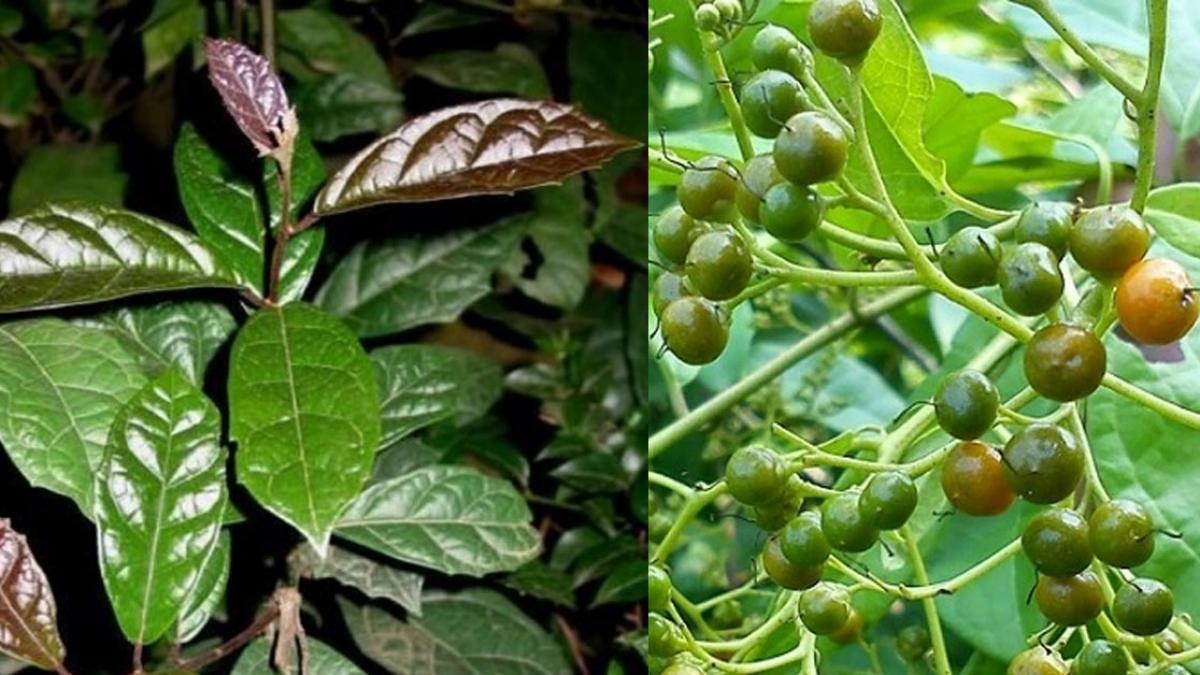 Tìm hiểu về cây Xạ đen chữa ung thư phổi