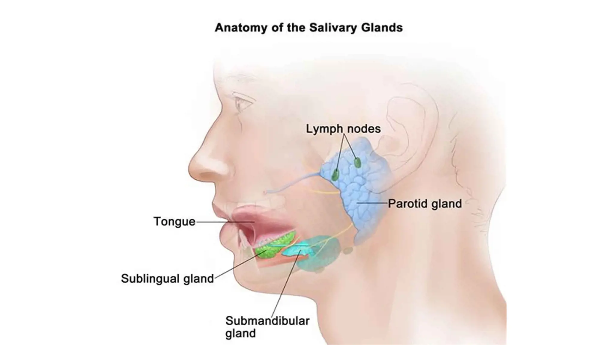 Viêm tuyến nước bọt là gì? Những vấn đề cần biết về viêm tuyến nước bọt