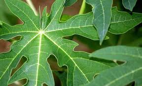 Thực hư chữa ung thư vòm họng bằng lá đu đủ