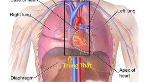 Tổng hợp thông tin cần biết về u trung thất