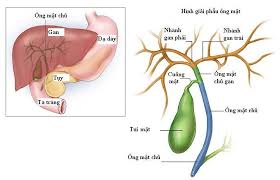 Tìm hiểu về Ung thư đường mật trong gan