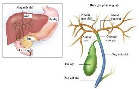 Tìm hiểu về Ung thư đường mật trong gan