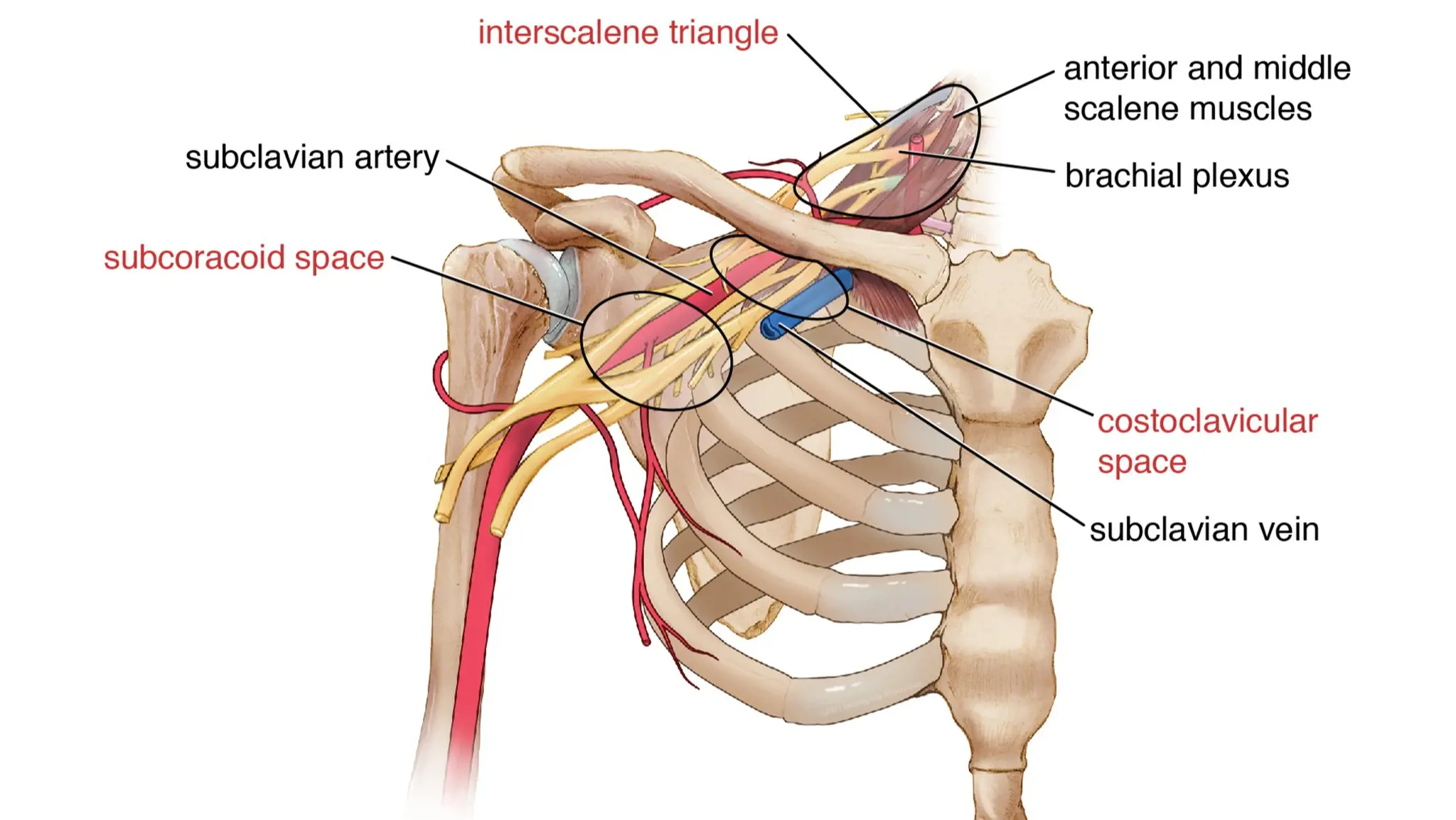 Hội chứng lối thoát lồng ngực là gì? Những vấn đề cần biết về hội chứng lối thoát lòng ngực