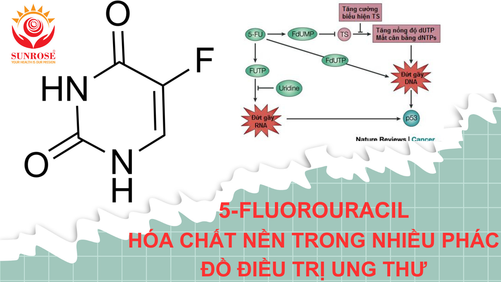 5-FLUOROURACIL - Hóa Chất Nền Trong Nhiều Phác Đồ Điều Trị UNG THƯ