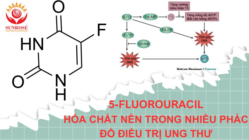 5-FLUOROURACIL - Hóa Chất Nền Trong Nhiều Phác Đồ Điều Trị UNG THƯ