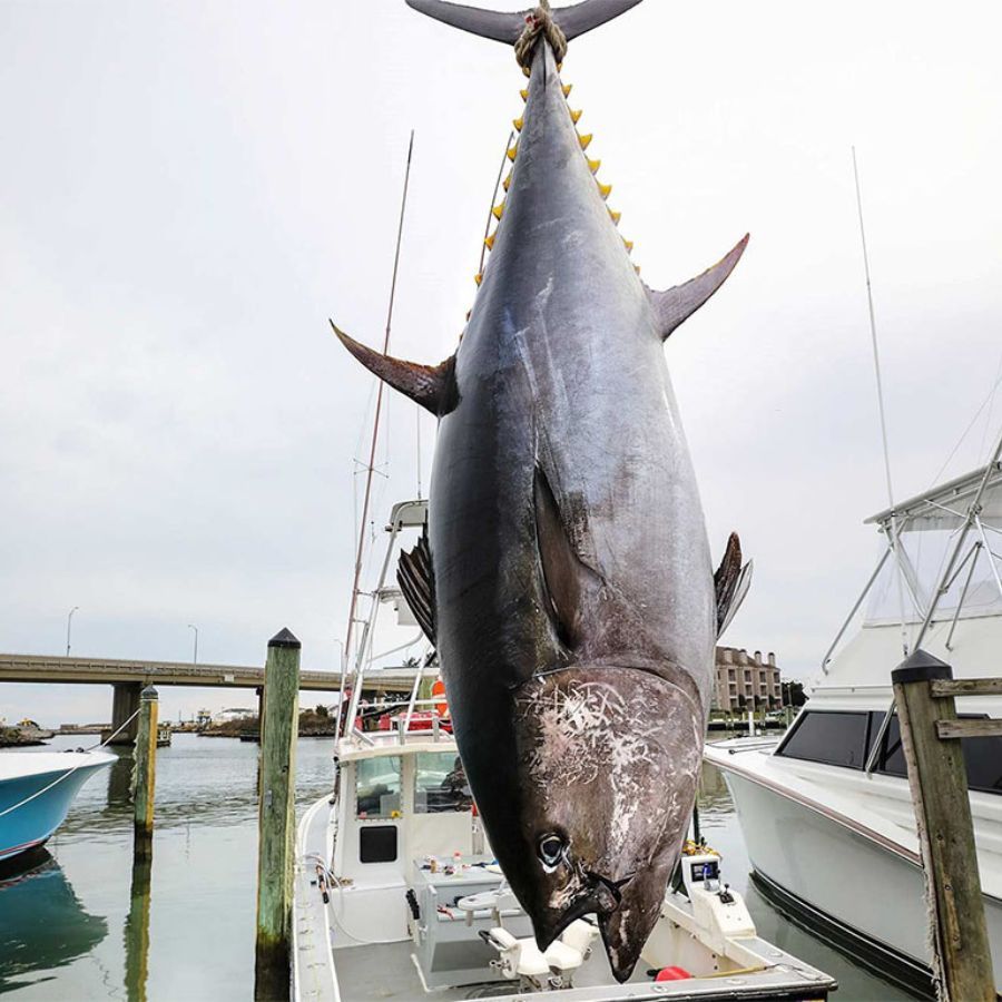 Cá ngừ đại dương - Ẩm thực nổi tiếng của Phú Yên