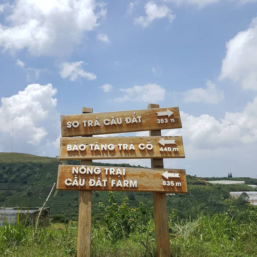 Đồi chè Cầu Đất | Biển xanh giữa lòng Đà Lạt