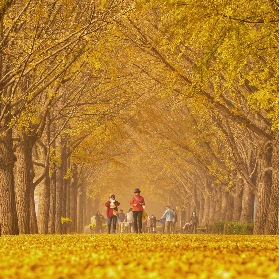 Du lịch mùa thu - Tận hưởng khoảnh khắc giao mùa tuyệt đẹp