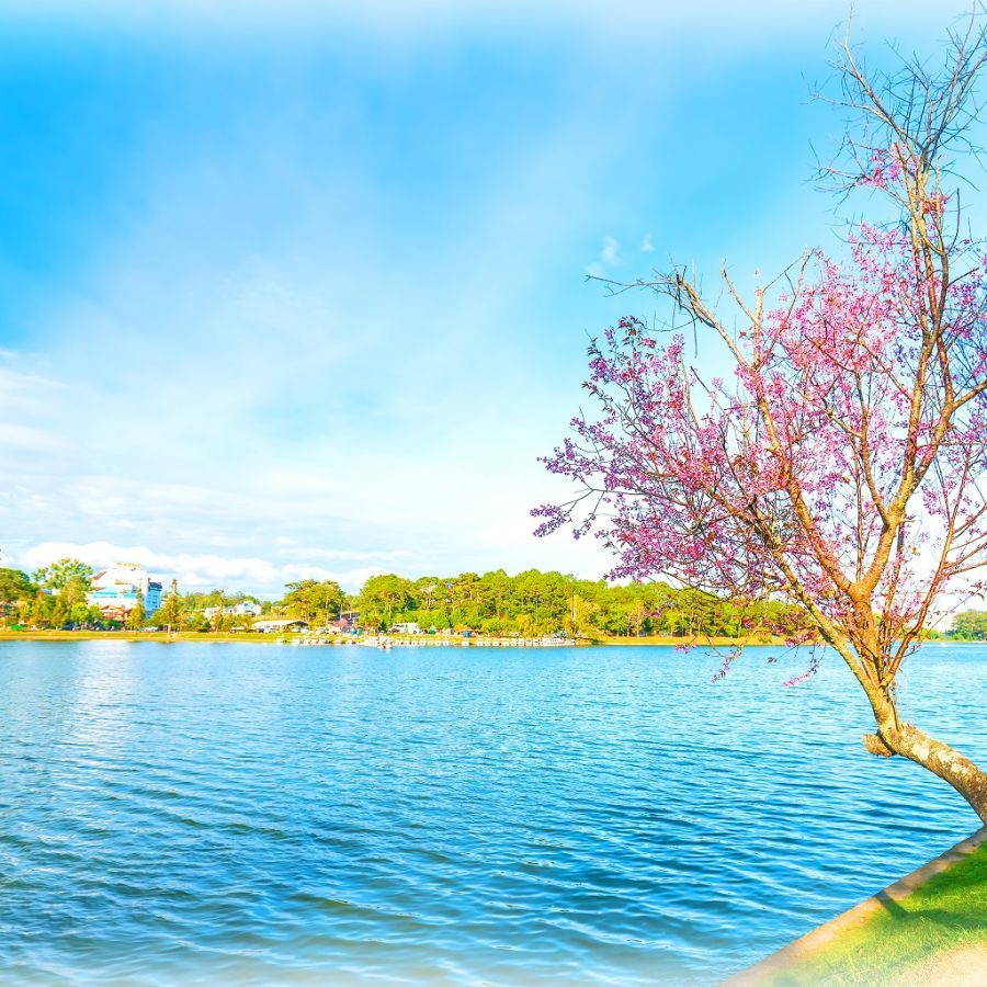 Hồ Xuân Hương Đà Lạt | Trái tim lung linh giữa thành phố mộng mơ