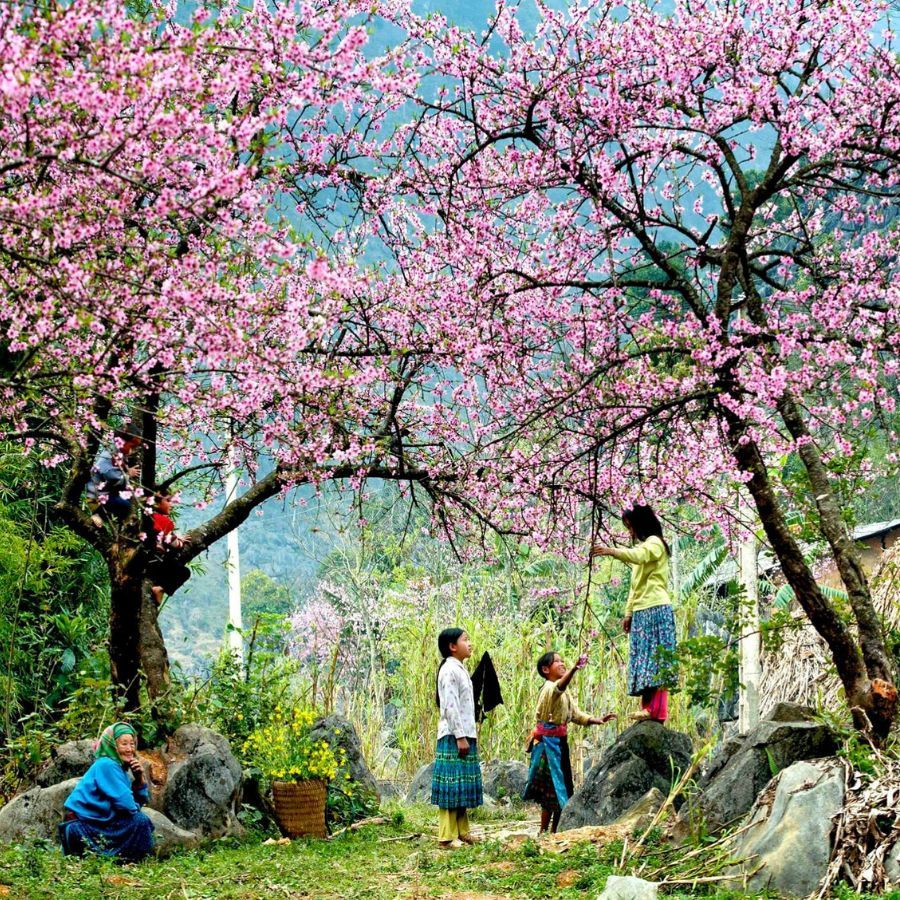 Top 10 trải nghiệm không thể bỏ qua khi du lịch Mộc Châu