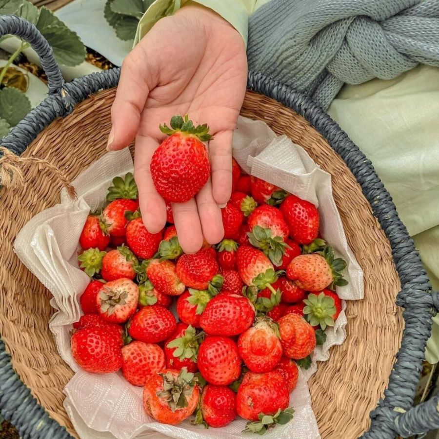 Review 10 vườn dâu Đà Lạt đẹp, giá rẻ, nổi tiếng để check in