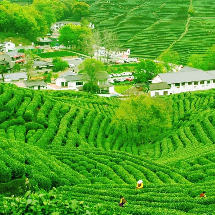 Mê hoặc giữa sắc xanh bất tận của vườn trà Long Tĩnh