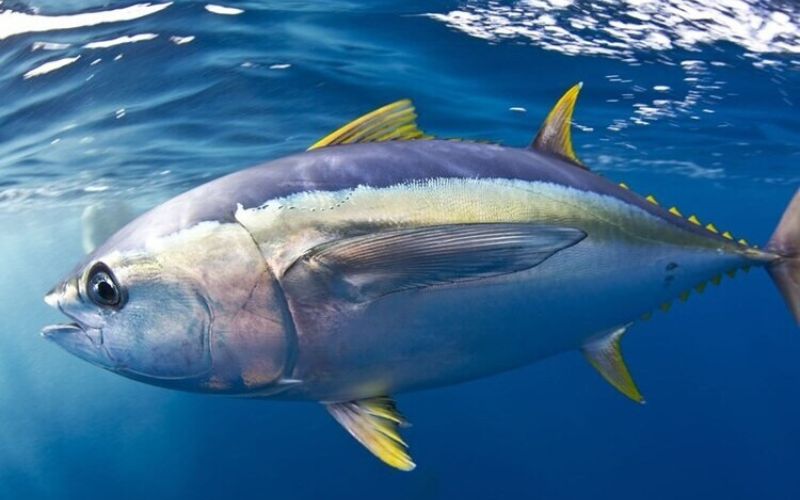Cá ngừ đại dương