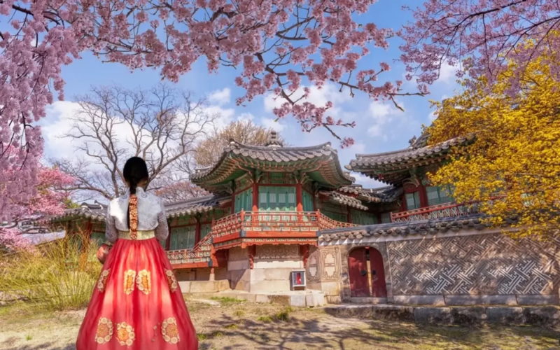 mùa hoa anh đào nở Hàn Quốc