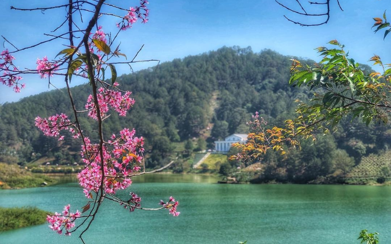 mùa hoa anh đào nở tại Đà Lạt