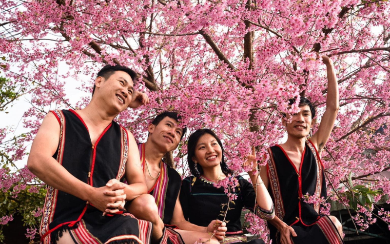 mùa hoa anh đào nở tại Măng Đen