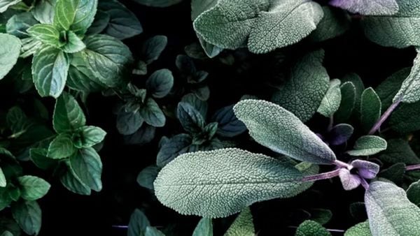 Hương giữa: Hương thơm của trái tim và tâm hồn