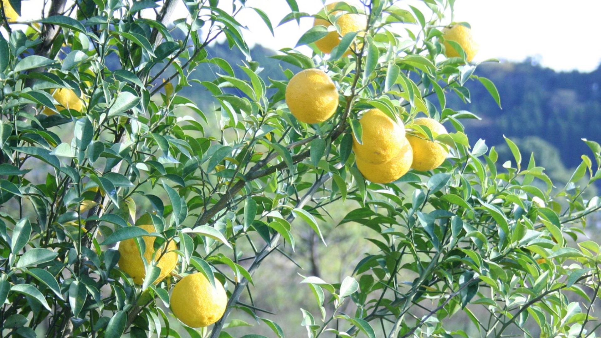 Công dụng đa năng của chiết xuất Yuzu trong mỹ phẩm và làm đẹp