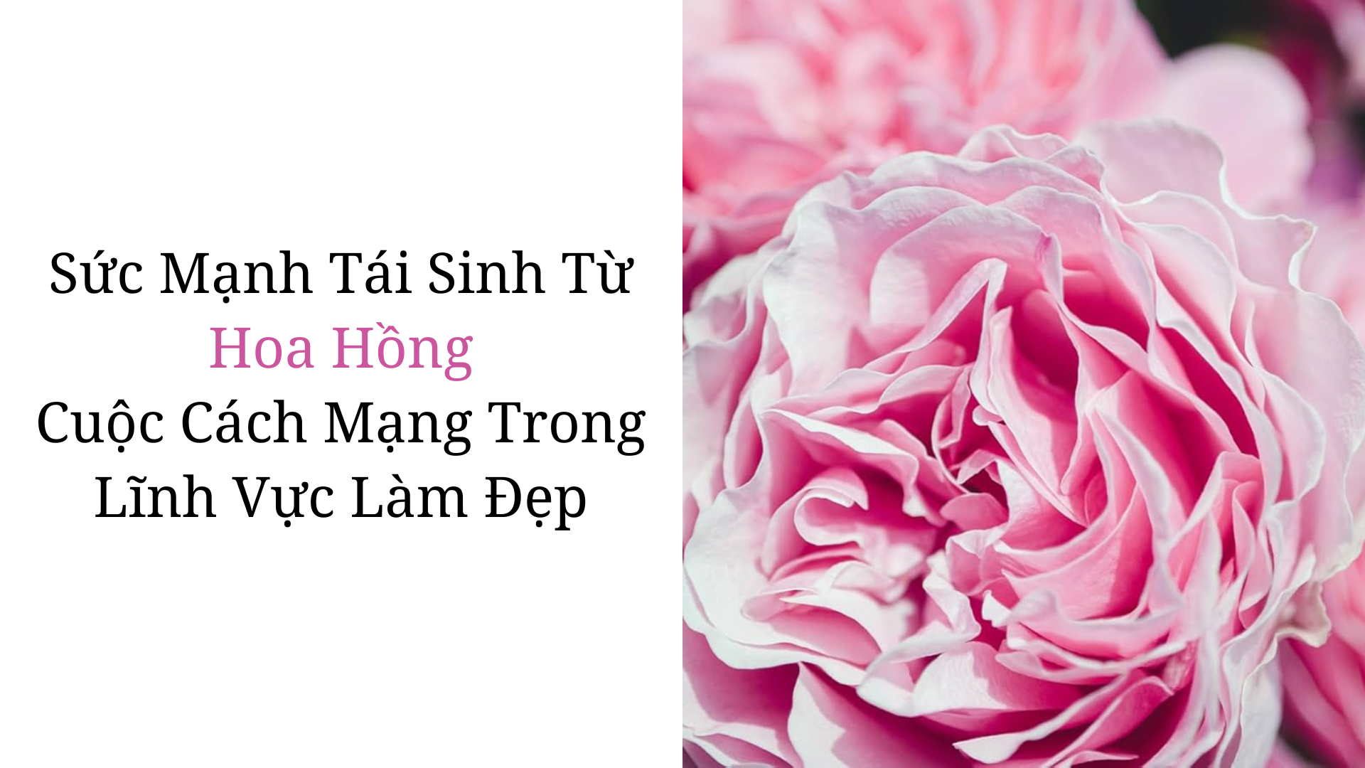 Sức Mạnh Tái Sinh Từ Hoa Hồng Cuộc Cách Mạng Trong Lĩnh Vực Làm Đẹp